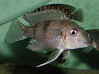 Limnochromini (E): Gnathochromis permaxillaris is a zooplanktivore with an unusual protractile mouth[56]