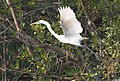 A Great Egret (Casmerodius albus) spotted at Sajnakhali Wildlife Sanctuary