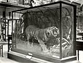 Black and white photograph of freestanding display case on plinth, with glass front and sides and opaque top and back, containing a stuffed tiger surrounded by vegetation. Other display cases are visible in background, and the room has an elaborate gallery with further cases on an upper level.