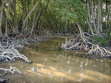 The mangrove swamp of Moucha