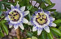 Two Passiflora caerulea flowers (L - leftmost image of this stereo pair as an individual file)