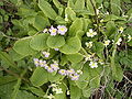 P. vulgaris and subsp. sibthorpii mix