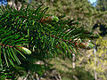 Image 14Pinaceae: needle-like leaves and vegetative buds of Coast Douglas fir (Pseudotsuga menziesii var. menziesii) (from Conifer)