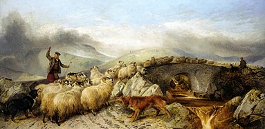 Collecting the sheep for clipping in the highlands (1881)