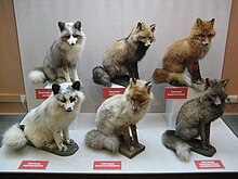 Six taxidermy foxes sitting in a museum. Each is of a different color.