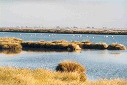 A wetland area of Doñana National Park