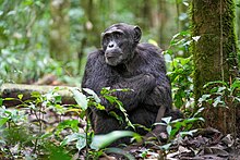 Männlicher Alpha-Schimpanse im Kibale-Nationalpark, Uganda