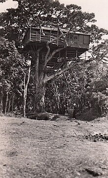 Treetops in 1935, in context