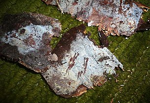 Picture showing white crusts on pieces of dead wood