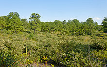 An area of plants and shrubs growing to well below eye level in the foreground, with taller pine trees in the background
