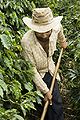 Image 72Brazil is the largest producer and exporter of coffee in the world. Brazilian coffee farmer producing. (from Economy of Brazil)
