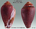 Californiconus californicus Reeve, L.A., 1844