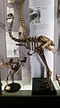 Skeleton of Dinornis novaezealandiae, the extinct North Island giant moa