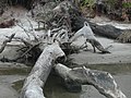 Image 55 Driftwood (from Marine fungi)