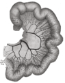 Loop of small intestine showing distribution of intestinal arteries.