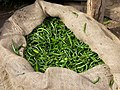 Fresh Indian green chillies in Bangalore market