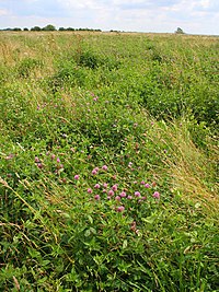 image of different plants commonly used for green manure crops