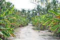 Banana plant alley, north island