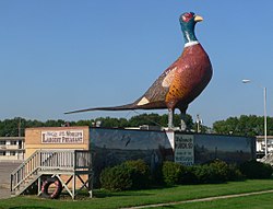 World's Largest Pheasant in Huron