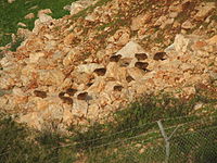 A colony of hyraxes in northern Israel