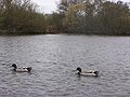 Two mallard drakes swimming on the lake