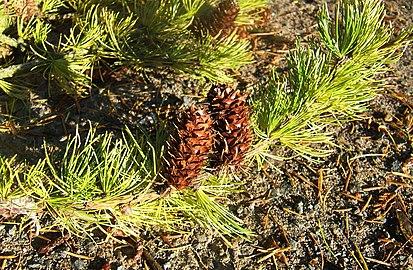 Leaves and mature cones