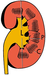 Figure 3. Measures of the kidney. L = length. P = parenchymal thickness. C = cortical thickness.[1]