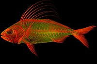 Red alizarin stained juvenile Roosterfish (Nematistius pectoralis) lit by fluorescent light. [24]