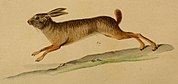 Drawing of brown rabbit