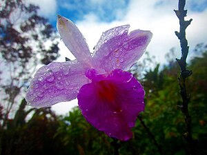 Orchid in Maricao
