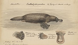 Study of Australian native animals, 1854. Image courtesy of State Library Victoria