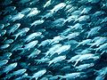 Image 11Schooling threadfin, a coastal species (from Coastal fish)