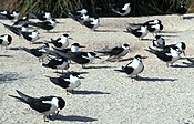 Sooty tern colony on Starbuck Island