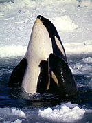 Orca ("type C") spyhopping