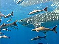 Whale shark at Phi Phi Island