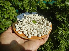 A plate of white navy beans