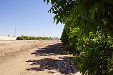 Pecan trees in Fort McDowell Yavapai Nation, Maricopa County
