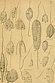 Anisonema, Petalomonas, Notosolenus, Scytomonas and Tropidoscyphus spp. (Sphenomonadales); Heteronema, Dinema and Entosiphon spp. (Heteronematales)