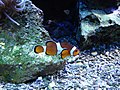 Anemonen-/Clownfisch