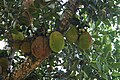 Jackfruchtbaum (Artocarpus heterophyllus)