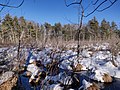 Image 6Wetland at the Broadmoor Wildlife Sanctuary in Massachusetts, United States, in February (from Wetland)