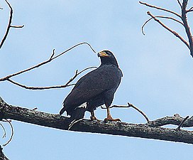 Mangrove black hawk