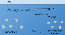 Effect of Ocean Acidification on Calcification