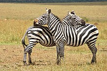 A pair of Plains zebra facing each other and rubbing heads on the others body