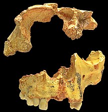 Homo antecessor, incomplete skull found in "Gran Dolina", Atapuerca