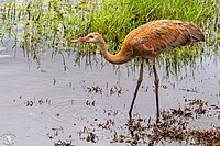 An immature Florida sandhill crane walks along the shore of Lake Cecile near Kissimmee, Florida.