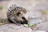 Keqs young european hedgehog1.jpg