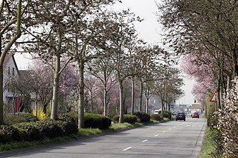 Blühende Zierkirschen (Vordergrund) und Mandelbäume in der Wormser Straße am 16. März 2007