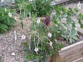 Raised rock garden bed with Mirabilis longiflora in Small Dole, England.