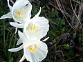 Blüten von Narcissus cantabricus